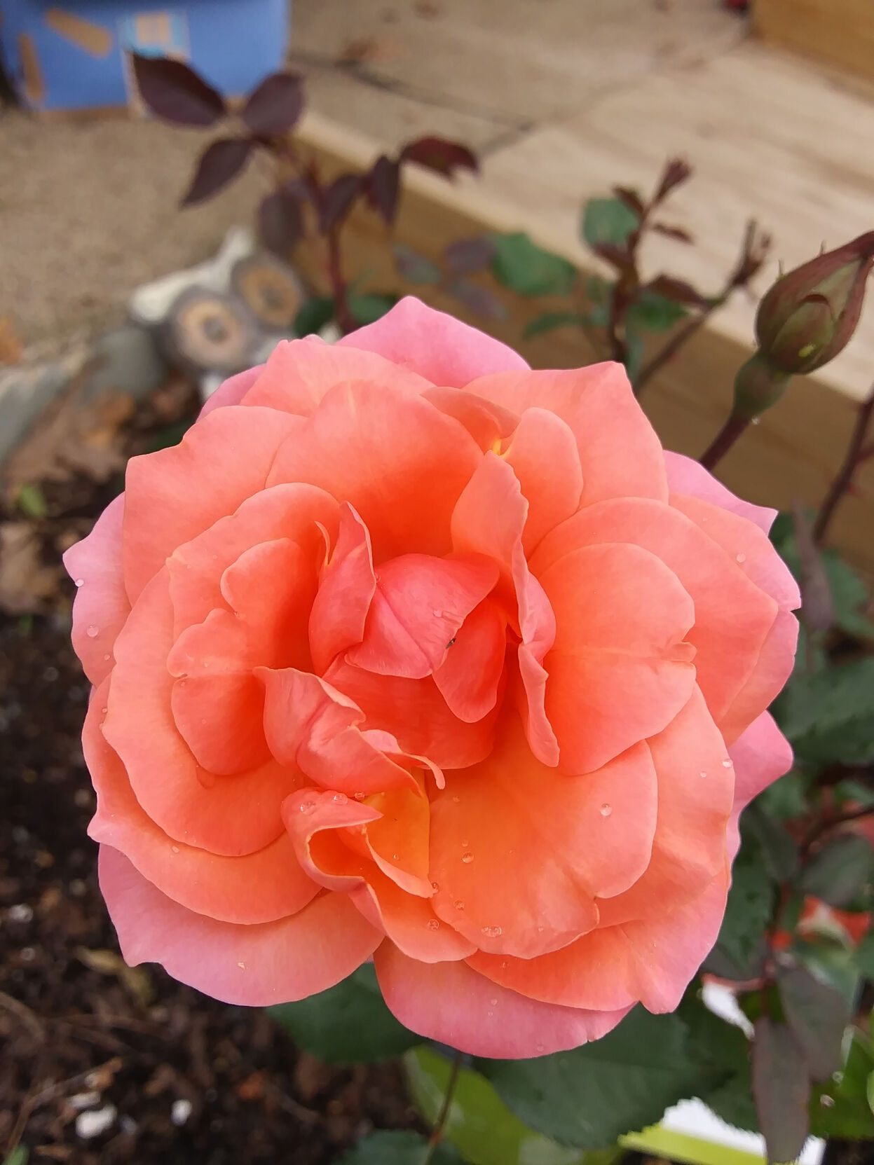 Rose